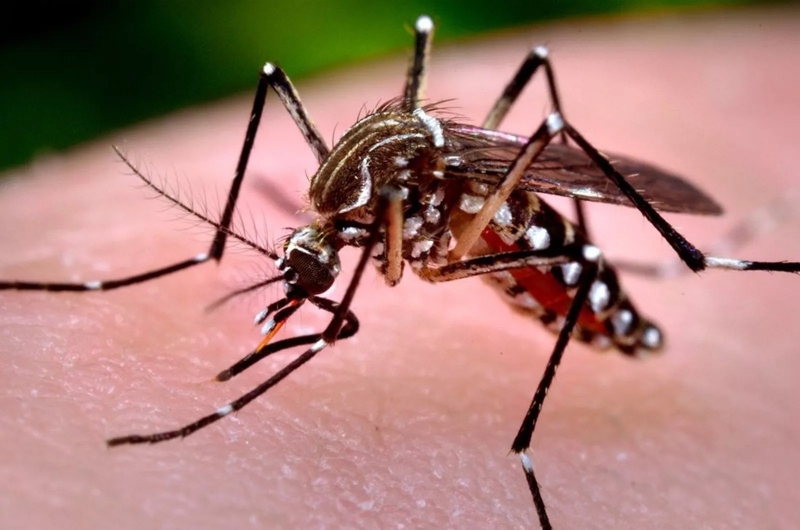 Mais de 100 mil casos de dengue foram notificados no estado de SP este ano, diz secretaria