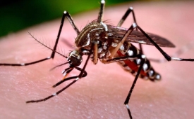 Mais de 100 mil casos de dengue foram notificados no estado de SP este ano, diz secretaria